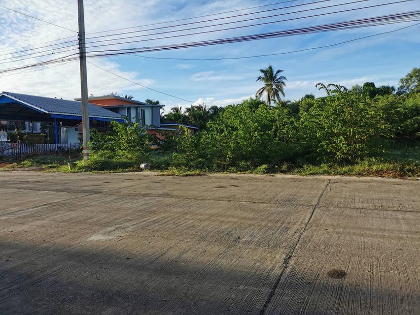 ขายที่ดิน240ตารางวากว้าง24เมตรลึก40เ 6