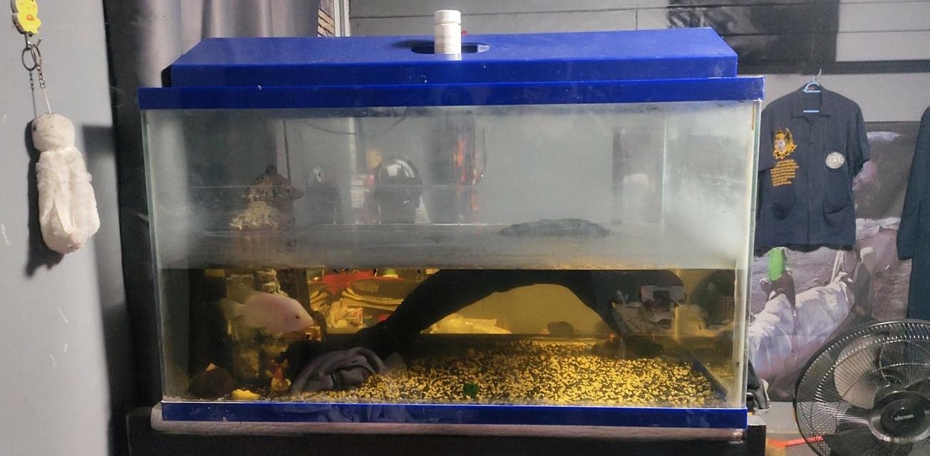 ตู้ปลา36นิ้วพร้อมขาตั้ง