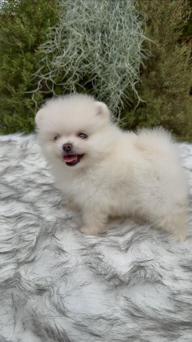 น้องหมาปอมทีคัพพาราจัดโปร