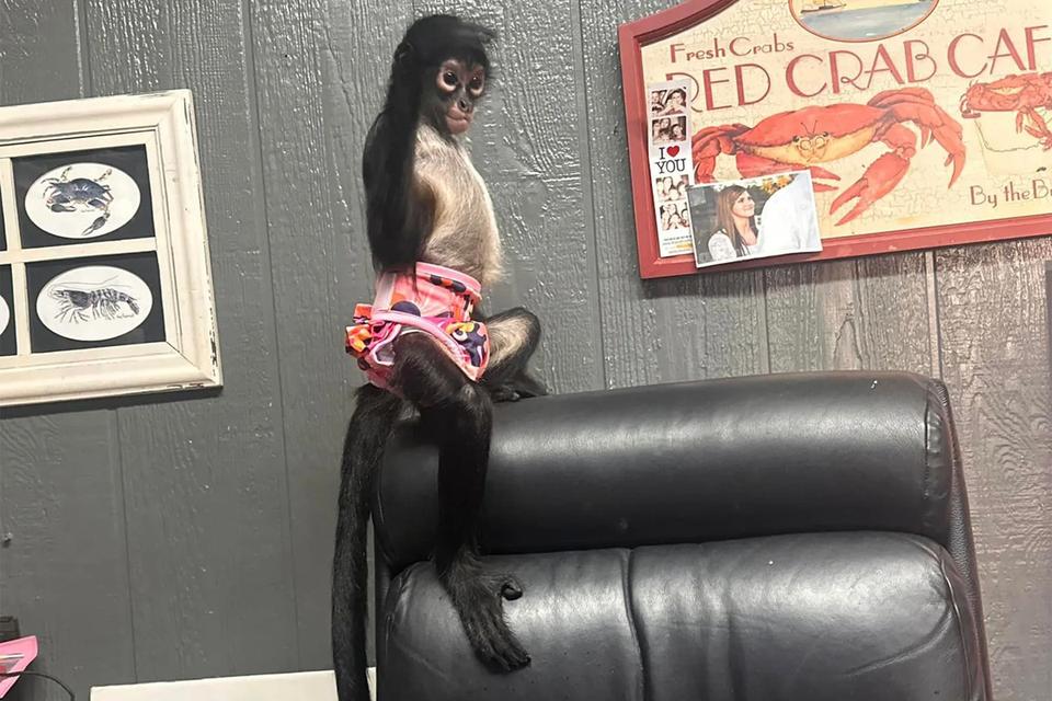 Spider Monkeys Available