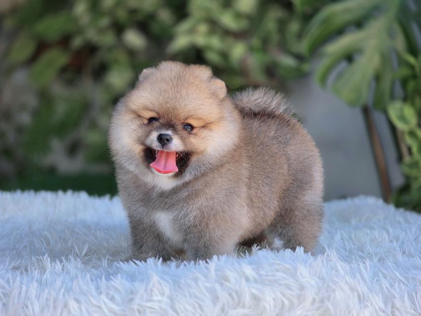 ปอมเมอเรเนียนแท้ สีส้ม เพศเมีย รูปที่ 16