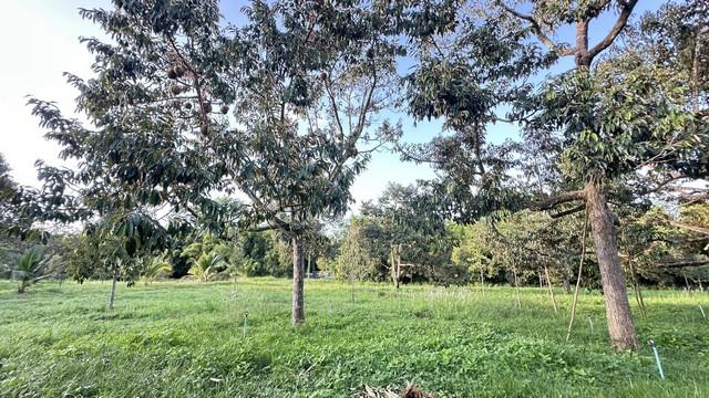 ที่ดินบ้านพร้อมโอนเจ้าของขายเอง ขายที่ดินใกล้หาดบางเบิด ติดถนนทางหลวง ใกล้หาด1 กม. +ขนาดที่ดิน 50-1-18 ไร่ โฉนดครุฑแดง พ 5