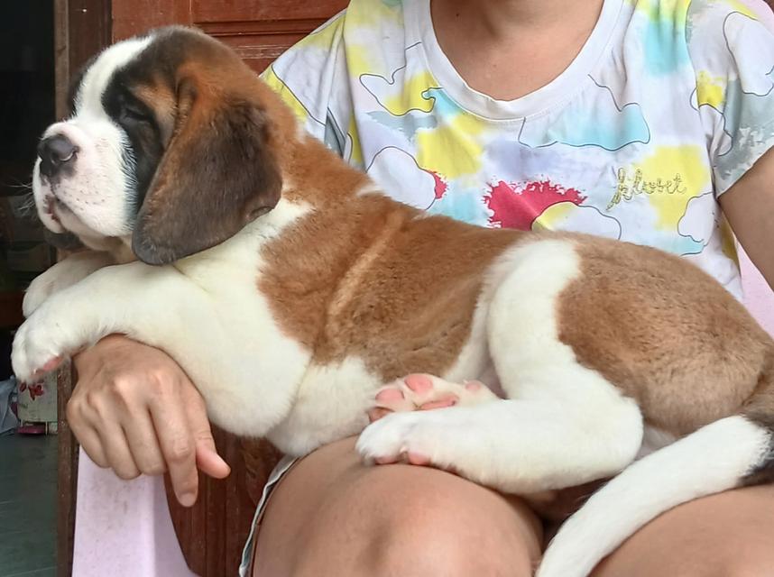 ลูกเซนต์เบอร์นาร์ด