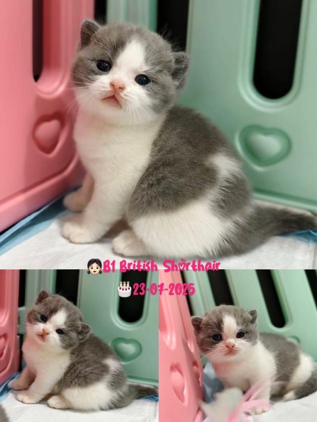 แมวบริติช