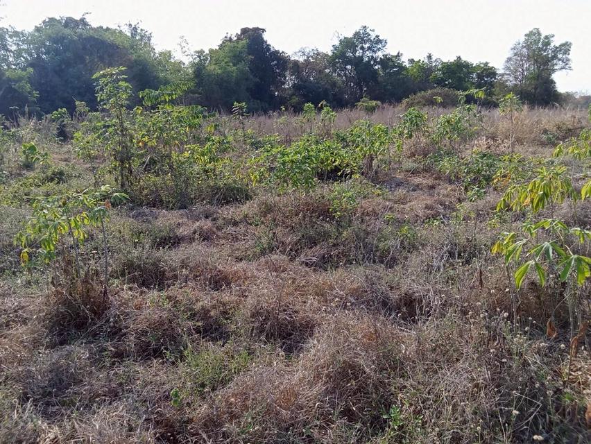 ขายที่ดินแปลงใหญ่ อำเภอทัพทัน จังหวัดอุทัยธานี ** ราคา 299 บาท/วา ** (N.2032) 2