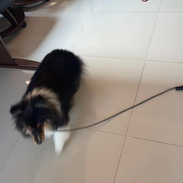 ขาย Shetland Sheepdog สองตัว 2