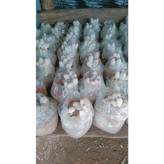 ก้อนเชื้อเห็ดโคนน้อย พร้อมคู่มือการเปิดดอก