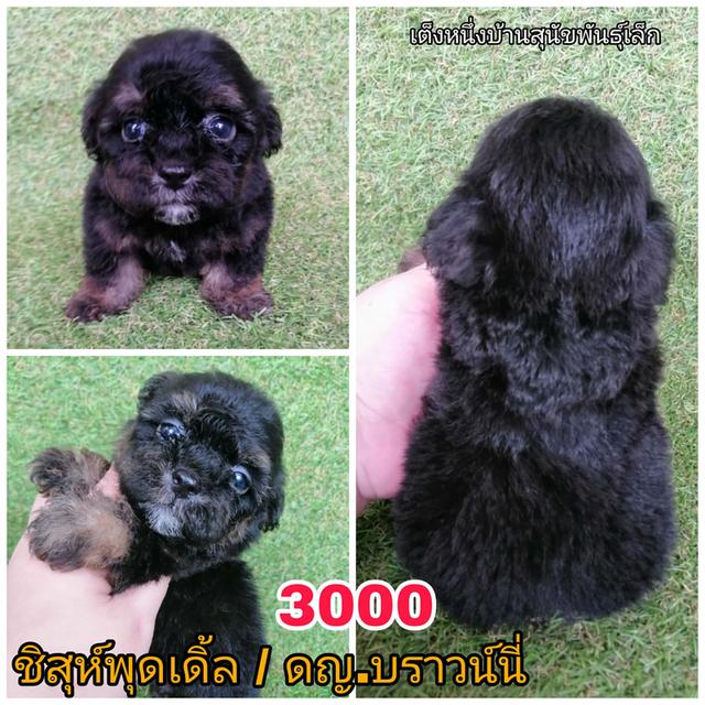 ลูกสุนัขชิสุห์ผสม พร้อมย้าย 13