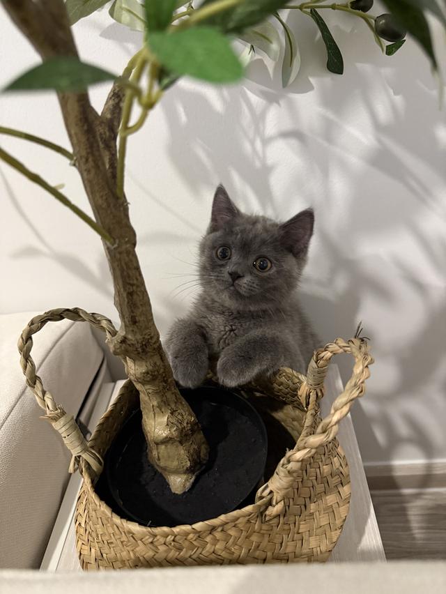 แมว British short hair กทม เท่านั้นค่ะ รูปที่ 13