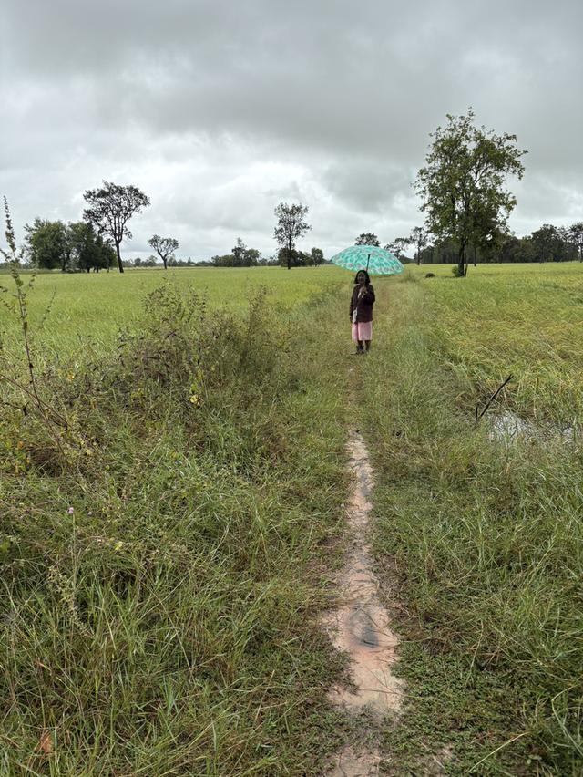 ขายที่นา 12 ไร่กว่า ราคาถูก อ.กันทรารมย์ จ.ศรีสะเกษ เจ้าของขายเอง 4