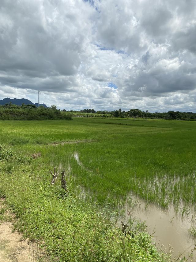 ขายที่ดินชะอำ 10-2-65 ไร่ ราคาไร่ละ 2,500,0000 ล้านบาท ใกล้ถนนเพชรเกษม 100ม. ห่างจากทะเลชะอำ 10 กม 6