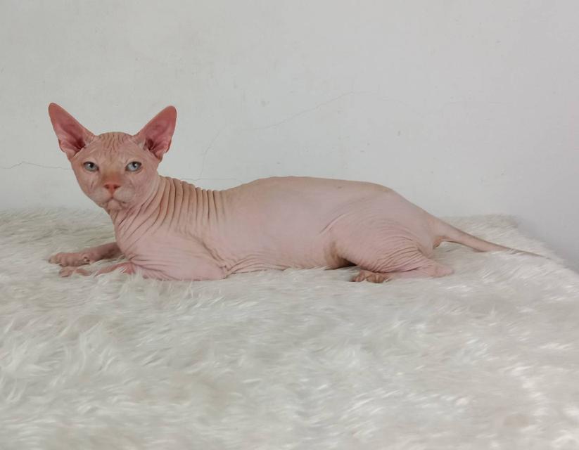 14.แมวสฟิงซ์/เพศผู้ หาบ้าน Sphynx Cat/Male looking for a new home 3