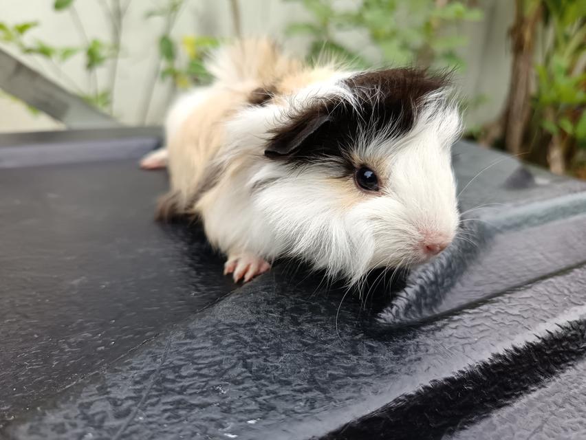 หนูขวัญ