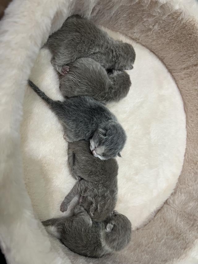 เเมวบริติชช๊อตแฮ ร์British Shorthair รูปที่ 6