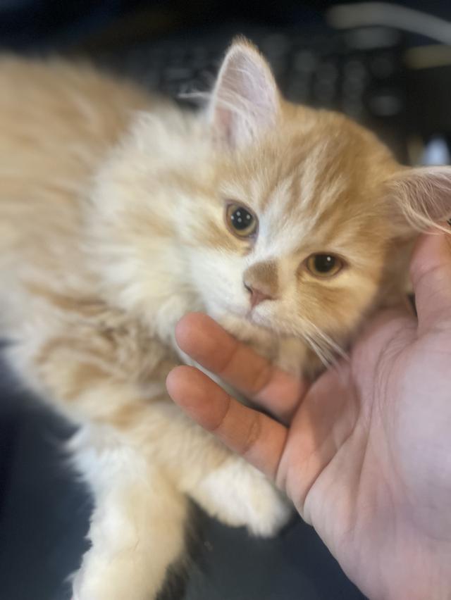 แมวส้มขี้อ้อนนวดเก่ง(เด็กชาย 3 เดือน)นิสัยขี้อ้อนสุดๆ รูปที่ 7