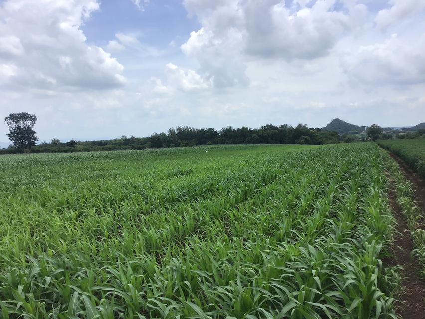 ขายที่ดิน โฉนดครุฑแดง ขนาด 48 ไร่  9