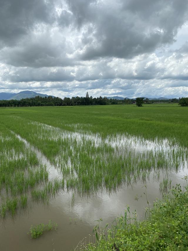 ขายที่ดินชะอำ 4 ไร่ ราคาไร่ละ 2,000,000 ล้านบาท ใกล้ถนนเพชรเกษม 100ม. ห่างจากทะเลชะอำ 10 กม 2