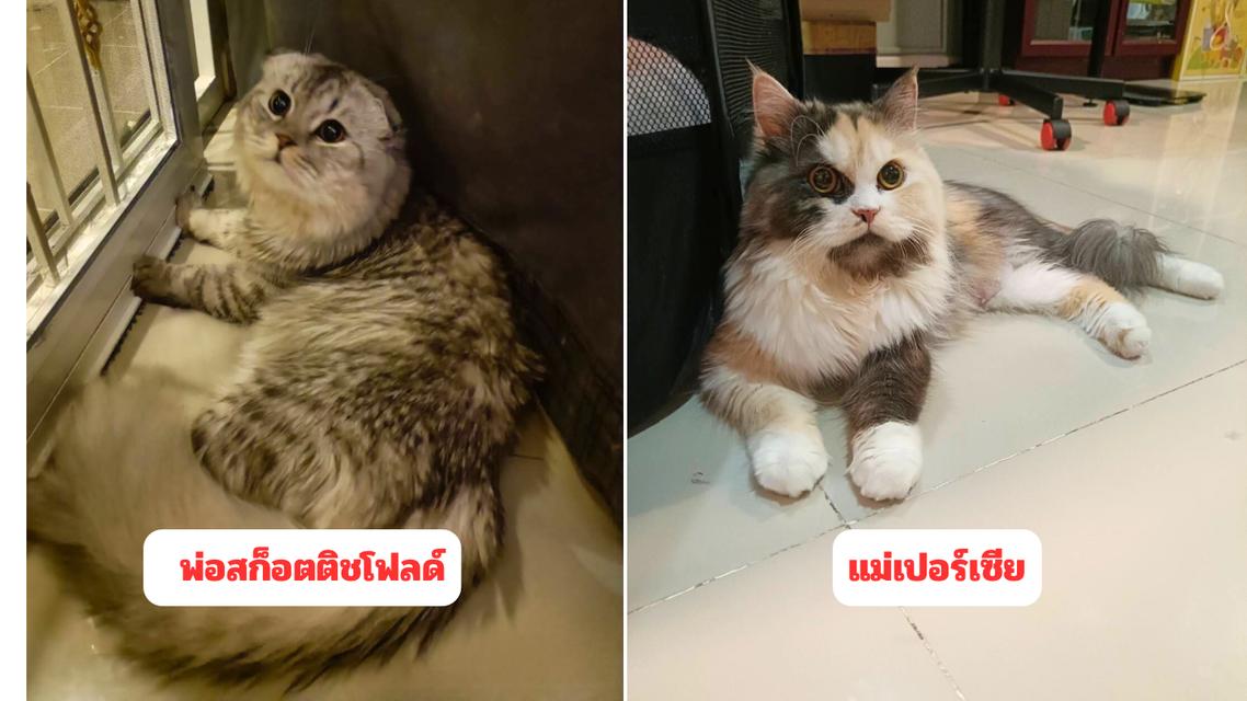 เปิดจองแมวมงคล(เกิด19/9) 16