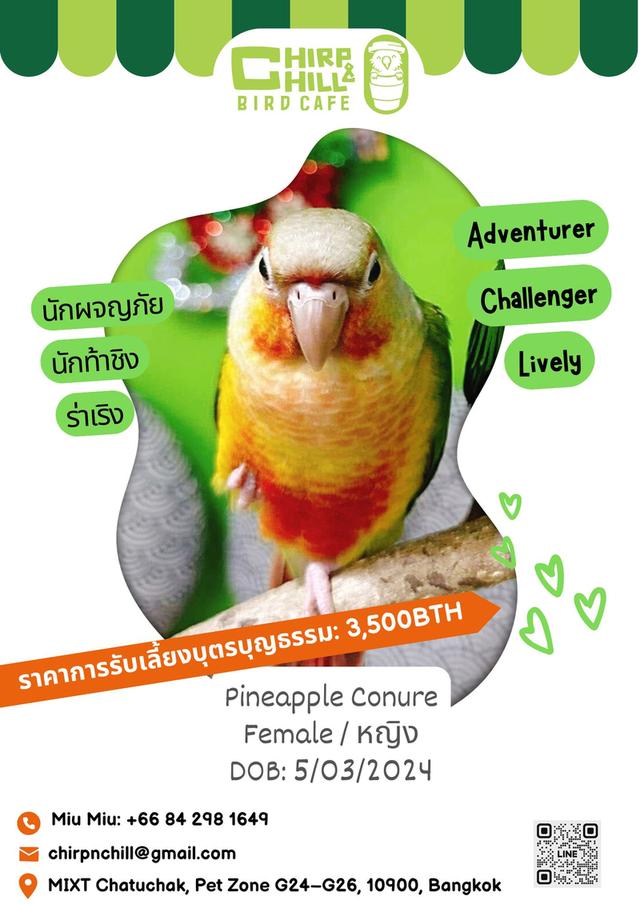 Chirp & Chill Bird Cafe