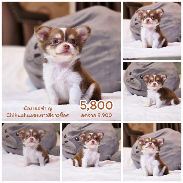 Chihuahua สายเลือดสีช็อค น้องเอลซ่าเพศ ญ 7