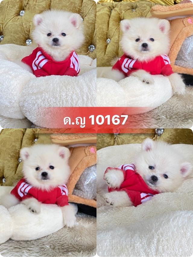 ลูกปอมปอมแท้ น่ารัก สีสวย อ้วนกลมหมี พร้อมย้ายบ้านค่ะ รูปที่ 9