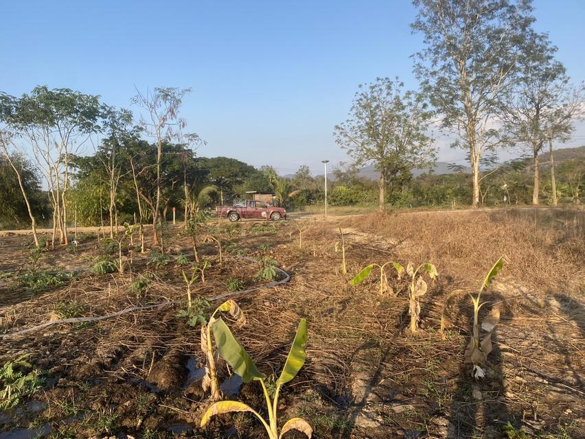 ขายที่ดิน 330 ตารางวา บ้านหม้อ ต.ห้วยทราย อ.สันกําแพง รูปที่ 7