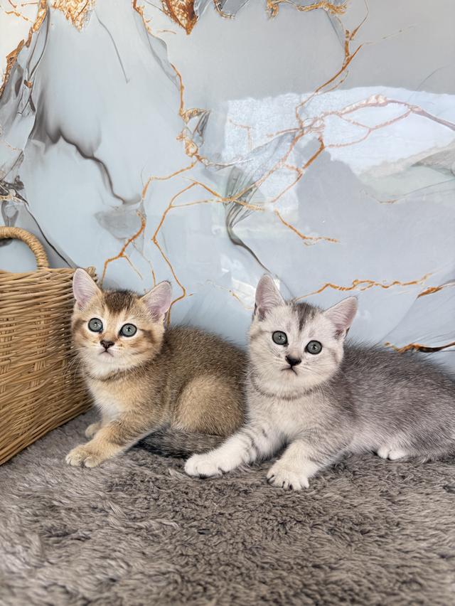 ลูกแมวสายพันธุ์บริติชแท้ รูปที่ 2