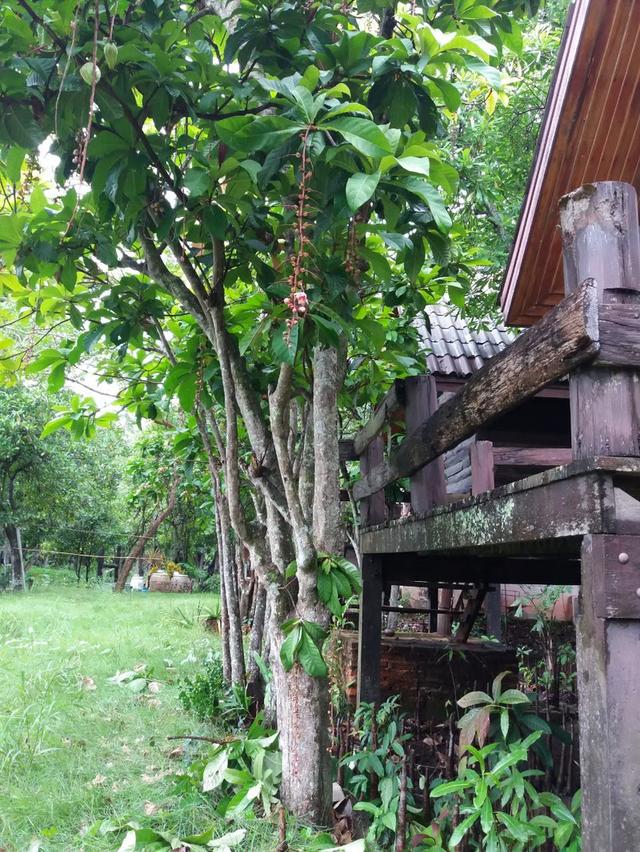 ที่ดินสวยติดแม่น้ำแม่กลอง 4