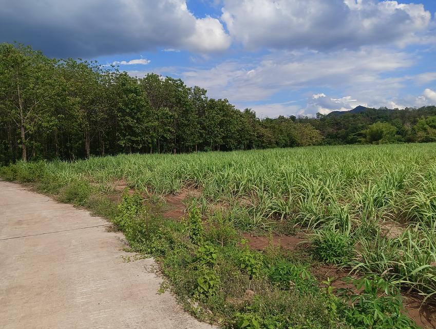 ที่ดินเปล่า(ครุฑแดง) 41 ไร่ 5
