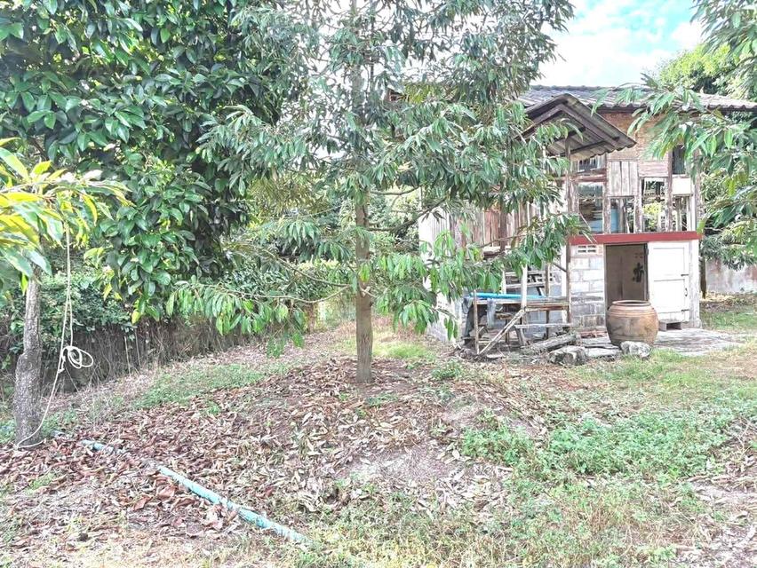 ขายที่ดินตะพง 1 ไร่ ติดถนนคอนกรีต ใกล้ถนนเส้นสุขุมวิท3-5กม. อ.เมืองระยอง จ.ระยอง 5