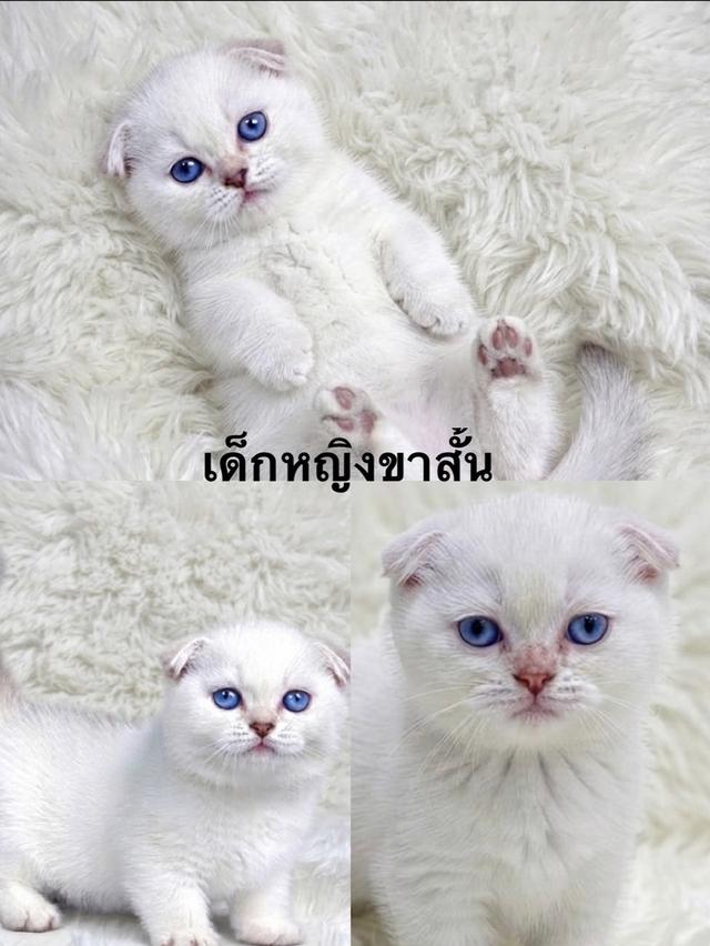 แมวบริติช ,มันช์กิ้น  แร็กดอลล์ ผ่อนไปเลี้ยงไป ทักได้ตลอดค่ะ รูปที่ 2