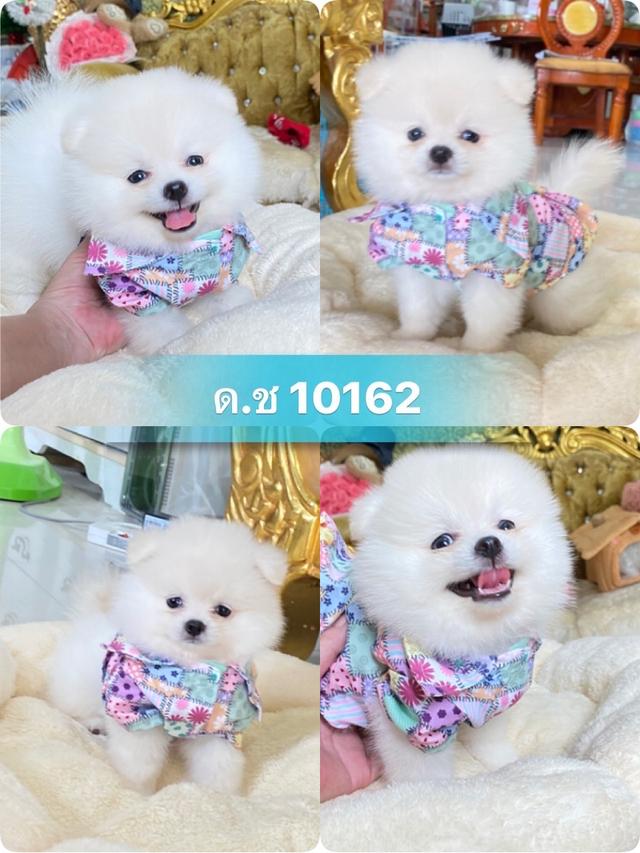 ลูกปอมปอมแท้ น่ารัก สีสวย อ้วนกลมหมี พร้อมย้ายบ้านค่ะ รูปที่ 5