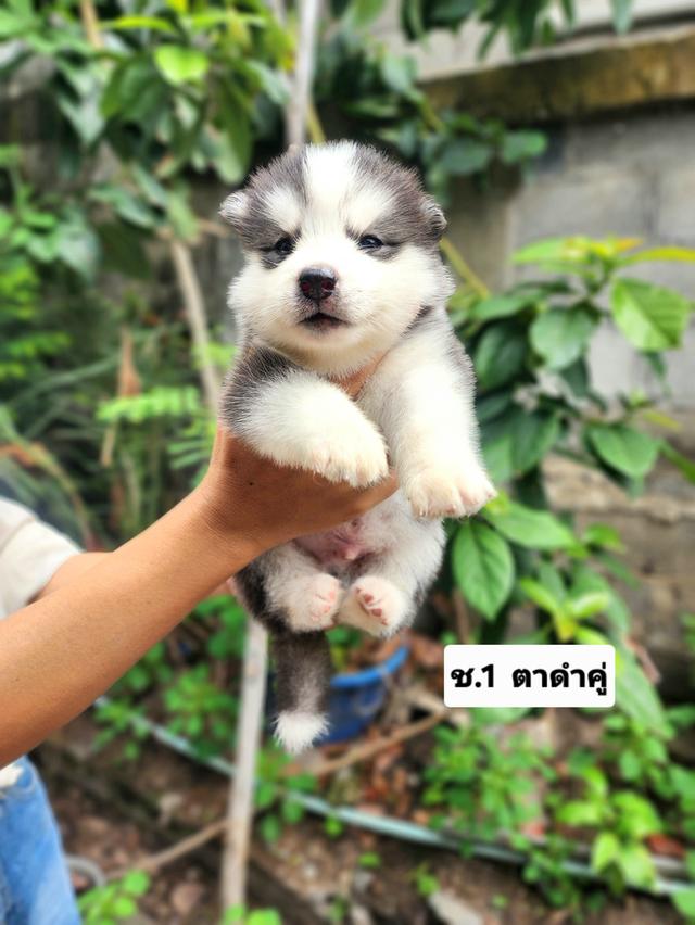 ไซบีเรียนฮัสกี้อุดรธานี รูปที่ 6