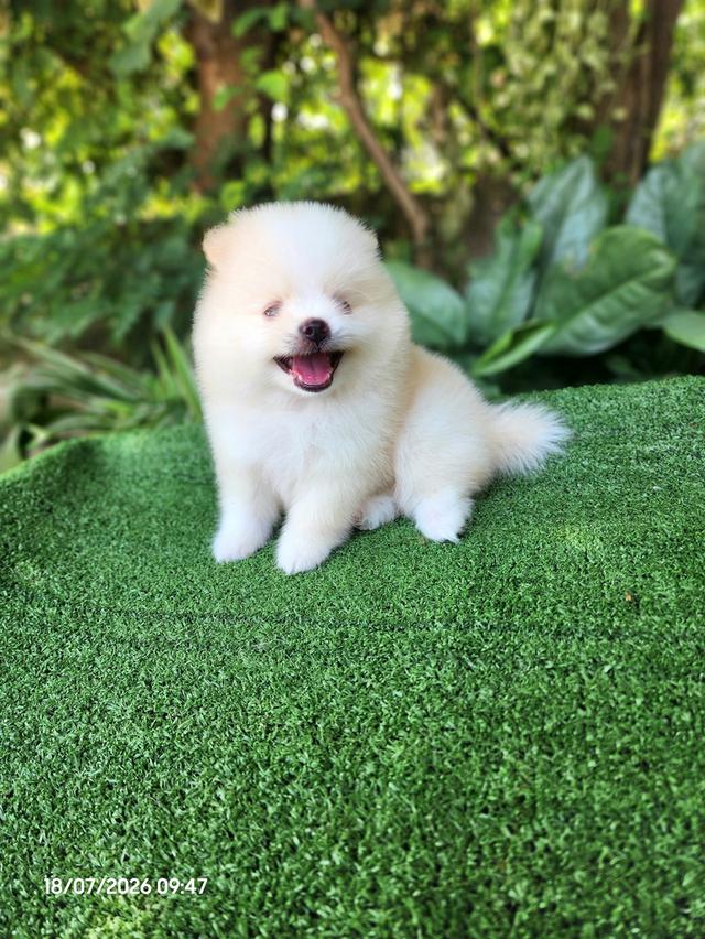 ปอมเมอเรเนียนแท้ไซส์เล็กอุดรธานี รูปย่อยที่ 3