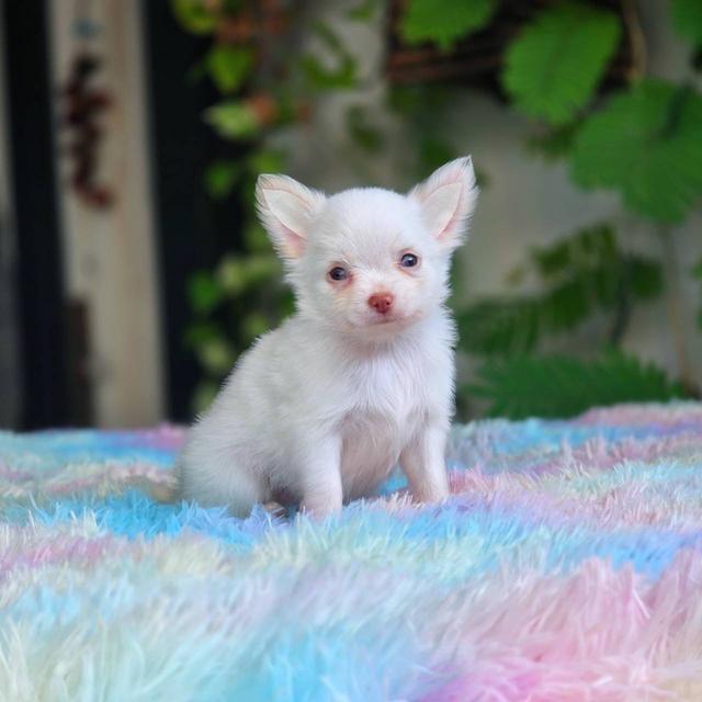 ชิวาวาผสมปอม เพศผู้ สีขาว พิกัดรามอินทรา 6