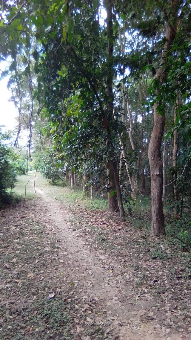 ที่ดินบ้านสวน มุกดาหาร 12