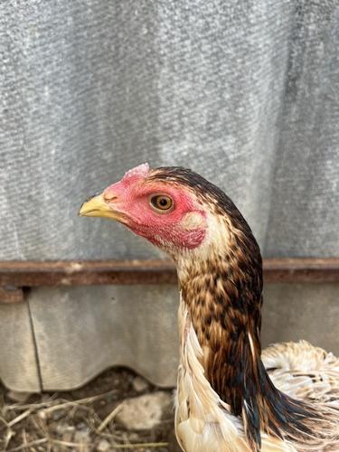 ไก่สาวพร้อมไข่ ชั้นหลานแดงเล็กพายุ รูปที่ 8