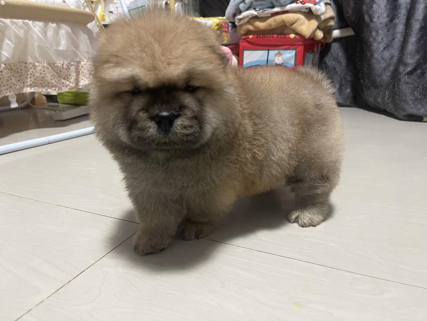 หมาเชาว์ เชาว์แท้ 100% รูปที่ 3