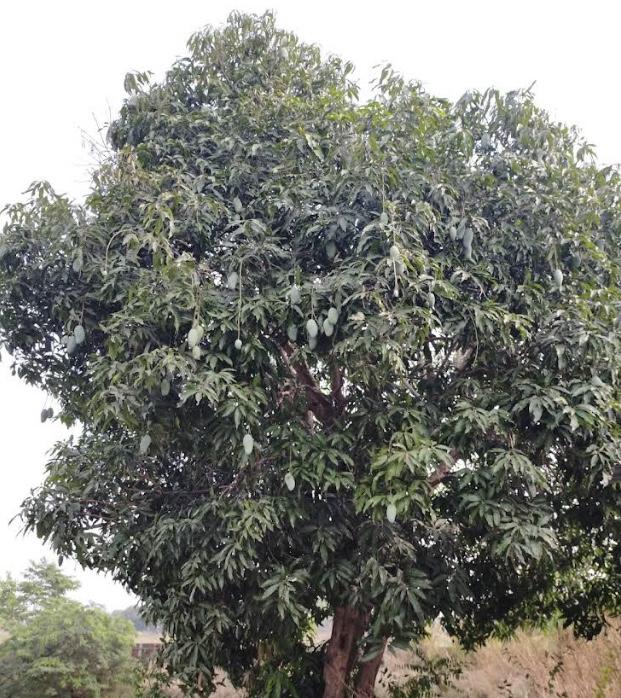 ที่ดินเปล่า 2งาน จ.ชัยนาท 1