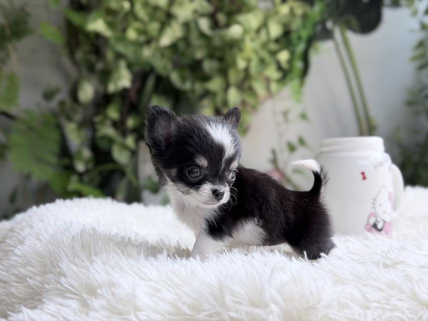 ชิวาวาแท้ เพศเมีย ตัวจิ๋ว พร้อมย้ายบ้าน รูปที่ 11