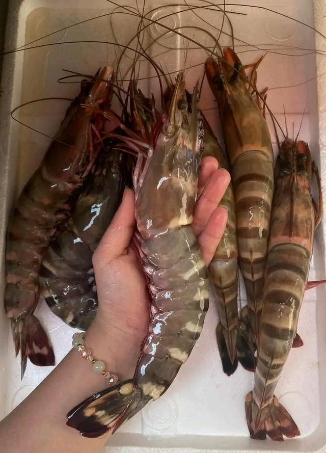 กุ้งลายเสือ