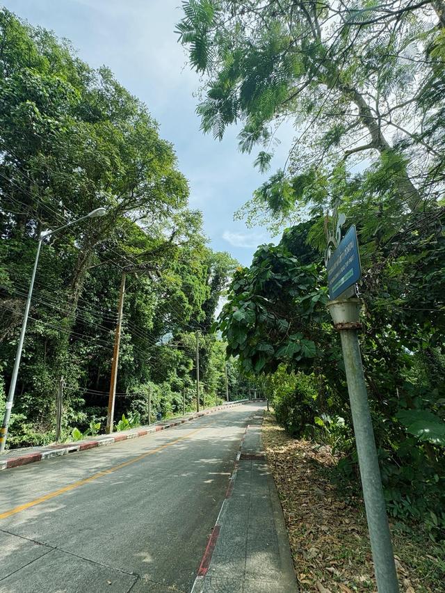 ขายที่ดินซีวิวหาดป่าตอง รูปที่ 10