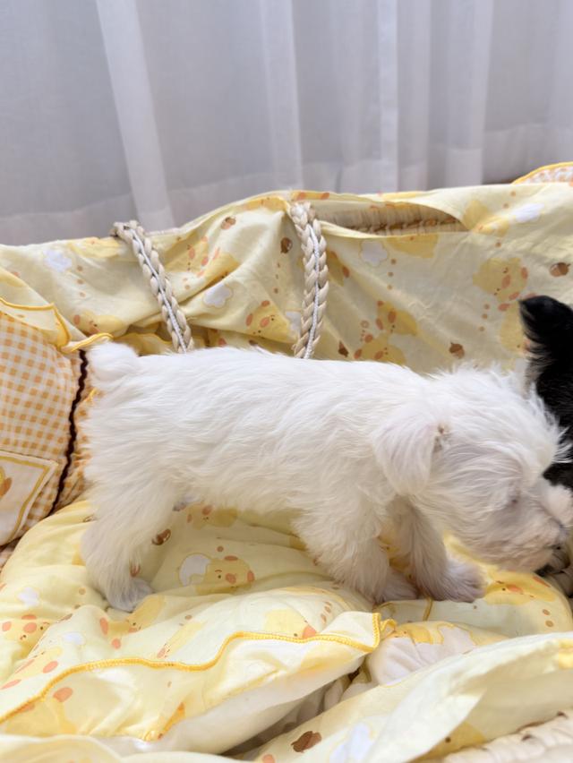ลูกสุนัข miniature schnauzer เพศเมีย สีขาว 6
