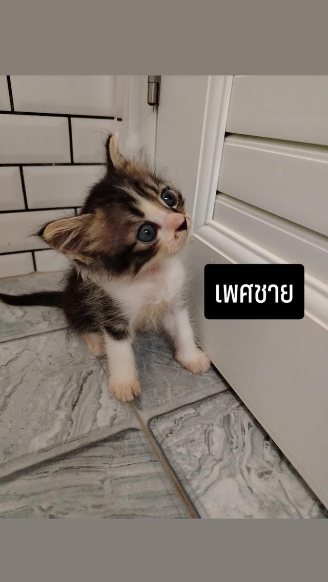 แมวเปอร์เซียผสม 2