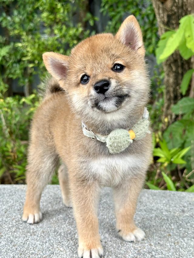 ชิบะอินุ Shiba