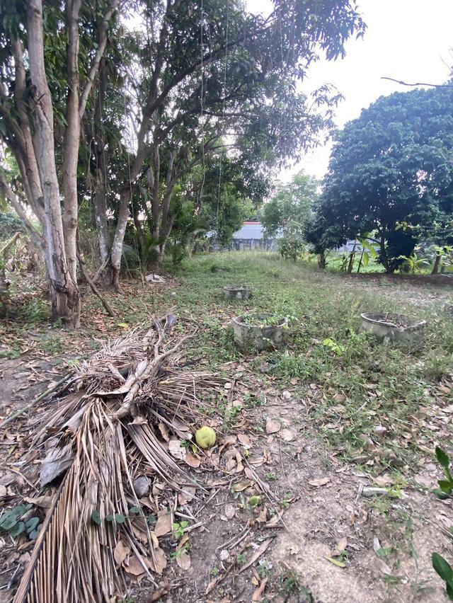 บ้านพร้อมที่ดิน อ.ครบุรี จ.นครราชสีมา 5
