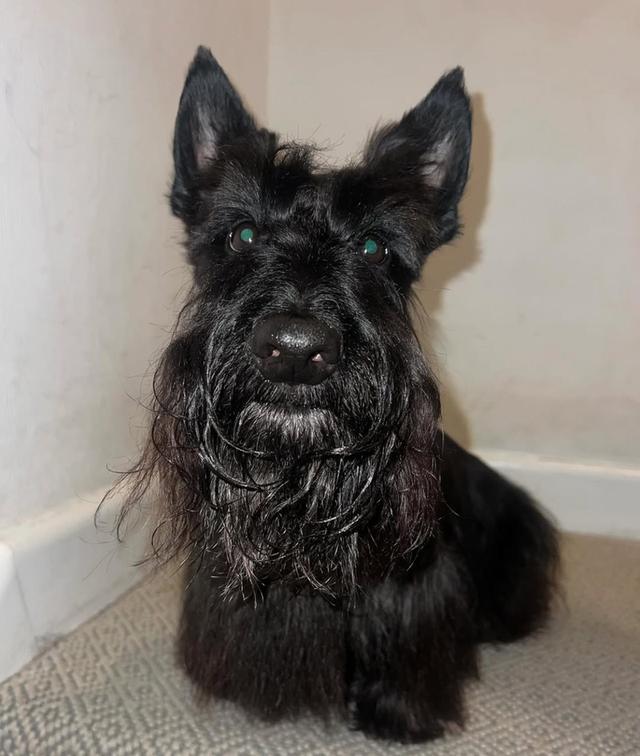 สำหรับขาย สุนัข Scottish Terrier