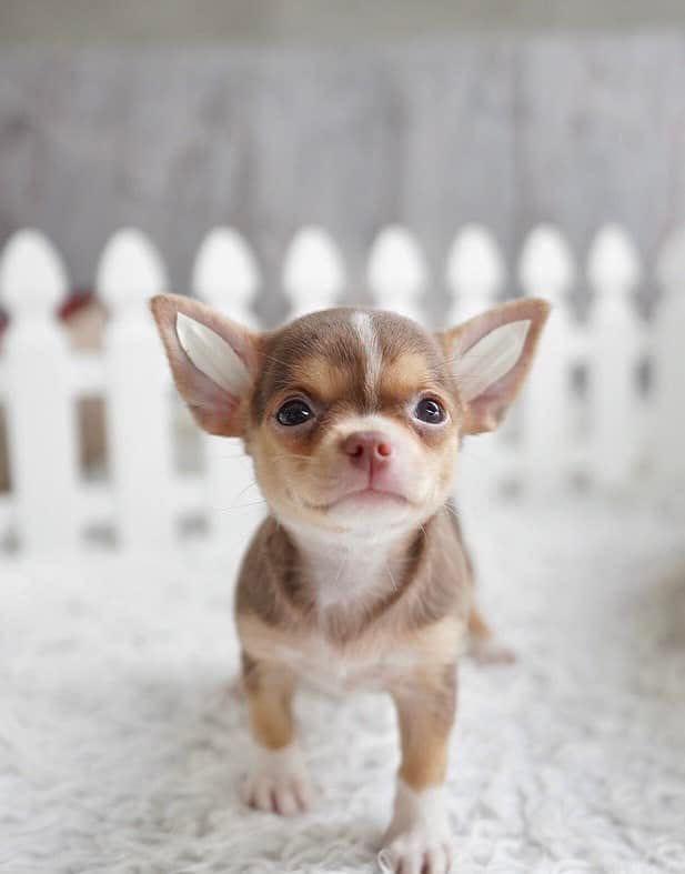 Chihuahua puppies for Sale