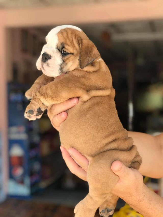 English Bulldog Puppies for Sale รูปที่ 2