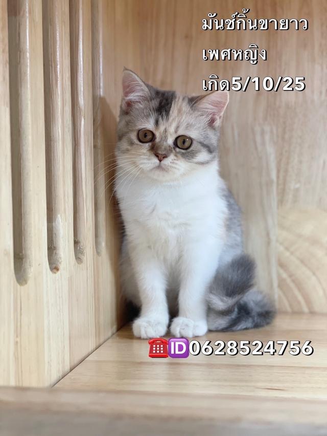 แมวมันช์กิ้นขายาว เพศหญิง